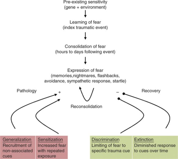 fear-disorders-memory