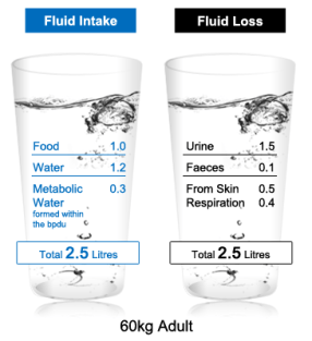 Fluid Intake:Fluid Loss