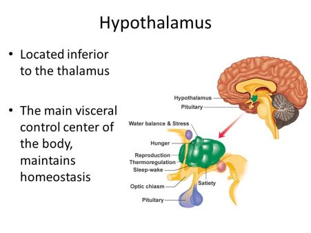 Hypothalamus
